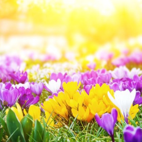 Meet the Posher ☀️💐 - Picture 3 of 6